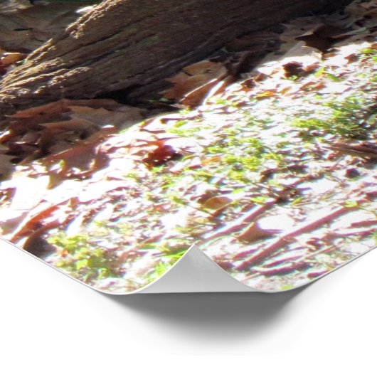 Niedlich Tiger Poster (Ecke)