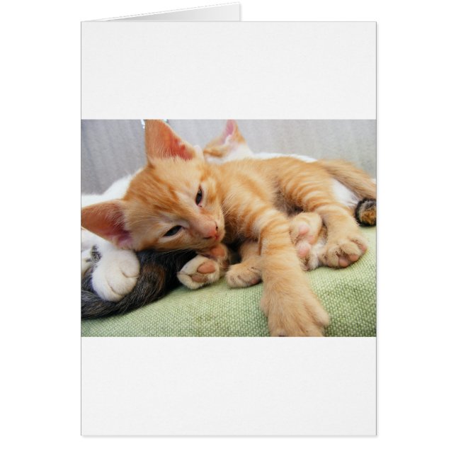 Niedlich Tiger Stripe Kitten (Vorne)