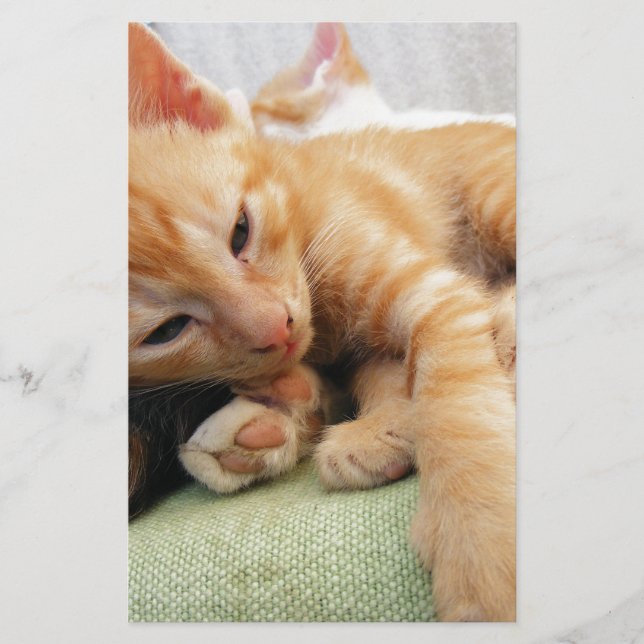 Niedlich Tiger Stripe Kitten (Vorderseite)