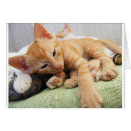 Niedlich Tiger Stripe Kitten