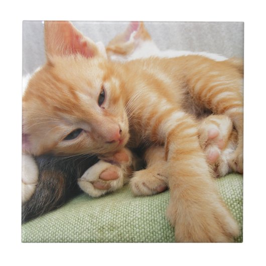 Niedlich Tiger Stripe Kitten Fliese (Vorderseite)
