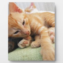 Niedlich Tiger Stripe Kitten