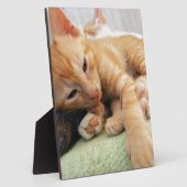 Niedlich Tiger Stripe Kitten Fotoplatte (Seite)