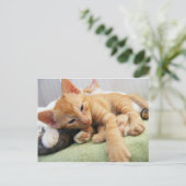 Niedlich Tiger Stripe Kitten Postkarte (Stehend Vorderseite)