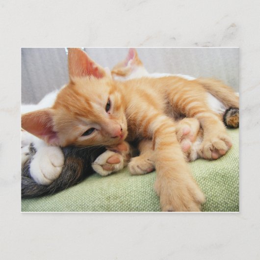 Niedlich Tiger Stripe Kitten Postkarte (Vorderseite)