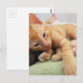 Niedlich Tiger Stripe Kitten Postkarte (Vorne/Hinten)