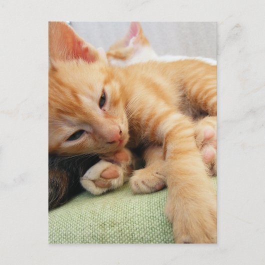 Niedlich Tiger Stripe Kitten Postkarte (Vorderseite)