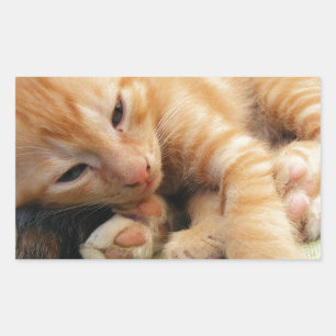 Niedlich Tiger Stripe Kitten Rechteckiger Aufkleber