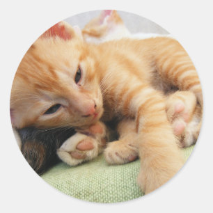 Niedlich Tiger Stripe Kitten Runder Aufkleber