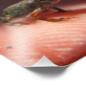 Niedlich Tiny Baby Toad / Kaulquappe Fotodruck (Ecke)