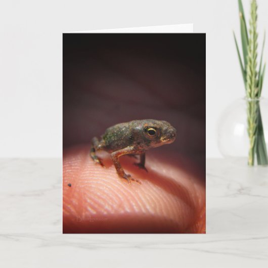Niedlich Tiny Baby Toad / Kaulquappe Karte (Vorderseite)