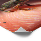 Niedlich Tiny Baby Toad / Kaulquappe Poster (Ecke)