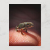 Niedlich Tiny Baby Toad / Kaulquappe Postkarte (Vorderseite)
