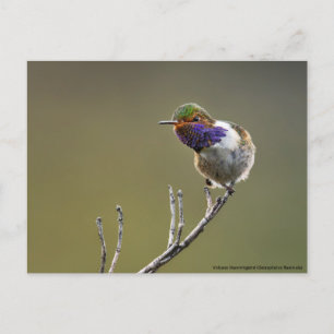 Niedlich Tiny Hummingbird Selasphorus flammula Postkarte