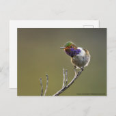 Niedlich Tiny Hummingbird Selasphorus flammula Postkarte (Vorne/Hinten)