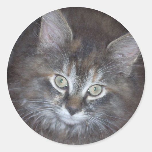 Niedlich Torbie Kitten Runder Aufkleber (Vorderseite)