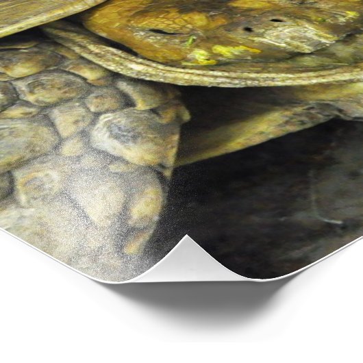 Niedlich Tortoise Hello Poster (Ecke)