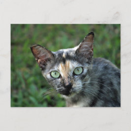 Niedlich Tortoiseshell Cat Foto Postkarte