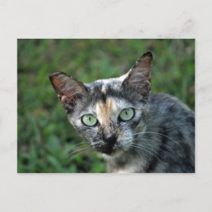 Niedlich Tortoiseshell Cat Foto Postkarte
