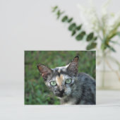Niedlich Tortoiseshell Cat Foto Postkarte (Stehend Vorderseite)