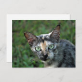 Niedlich Tortoiseshell Cat Foto Postkarte (Vorne/Hinten)