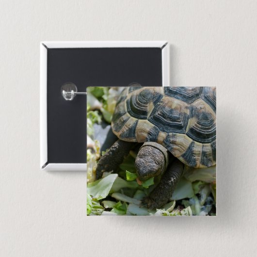 Niedlich Turtle Button (Vorne & Hinten)