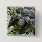 Niedlich Turtle Button (Vorderseite)