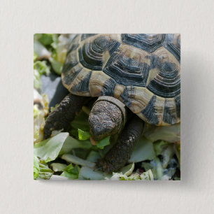 Niedlich Turtle Button