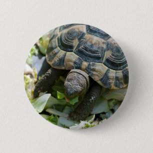 Niedlich Turtle Button