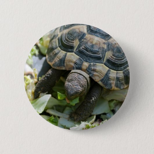 Niedlich Turtle Button (Vorderseite)