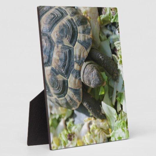 Niedlich Turtle Fotoplatte (Seite)