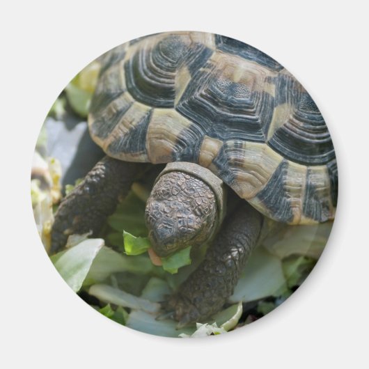 Niedlich Turtle Magnet (Vorne)