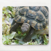 Niedlich Turtle Mousepad (Vorne)