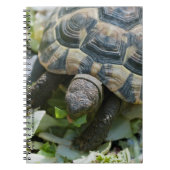 Niedlich Turtle Notizblock (Vorderseite)