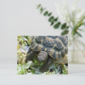 Niedlich Turtle Postkarte (Stehend Vorderseite)
