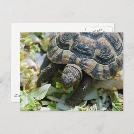 Niedlich Turtle Postkarte (Vorne/Hinten)