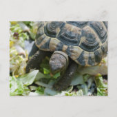 Niedlich Turtle Postkarte (Vorderseite)