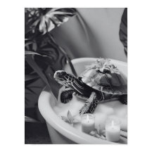 Niedlich Turtle Wellness-Center Day, Fun Bad Art, 