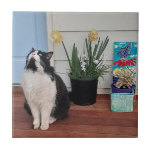 Niedlich Tuxedo Katzen Schwarz-weiße Katzen Blumen Fliese