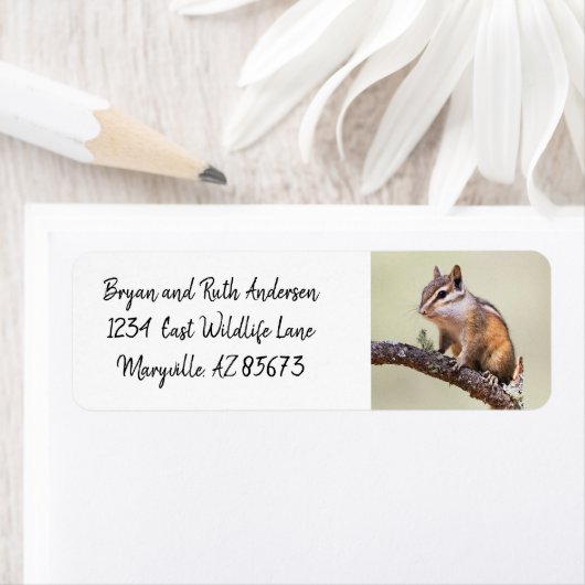 Niedlich und chubby chipmunk (Insitu)