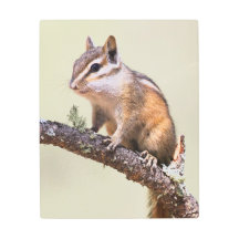 Niedlich und Chubby Chipmunk