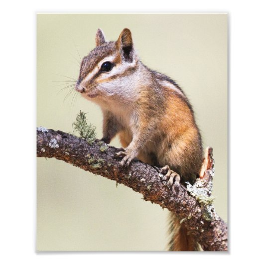 Niedlich und chubby chipmunk fotodruck (Vorne)