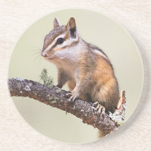 Niedlich und Chubby Chipmunk Getränkeuntersetzer (Vorne)