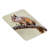Niedlich und Chubby Chipmunk Magnet (Rechte Seite)