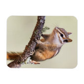 Niedlich und Chubby Chipmunk Magnet (Horizontal)