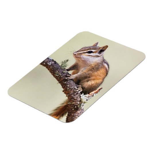 Niedlich und Chubby Chipmunk Magnet (Linke Seite)