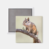 Niedlich und chubby chipmunk magnet (Vorderseite/Rückseite)