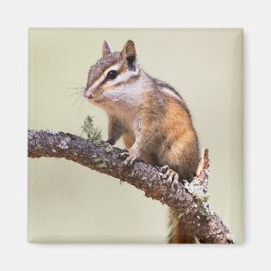 Niedlich und chubby chipmunk magnet