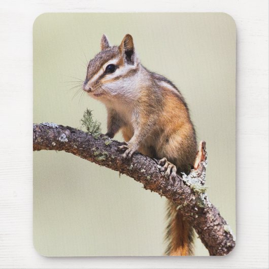 Niedlich und chubby chipmunk mousepad (Vorne)