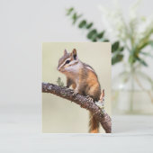 Niedlich und chubby chipmunk postkarte (Stehend Vorderseite)